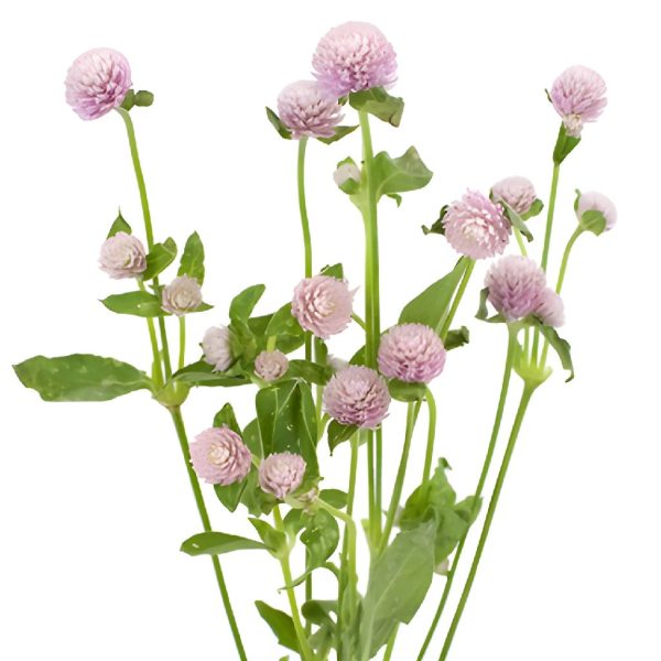 Lavender Gomphrena Flowers Cheap - Image 5